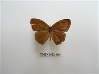 藏品(曲斑眉眼蝶)的圖片